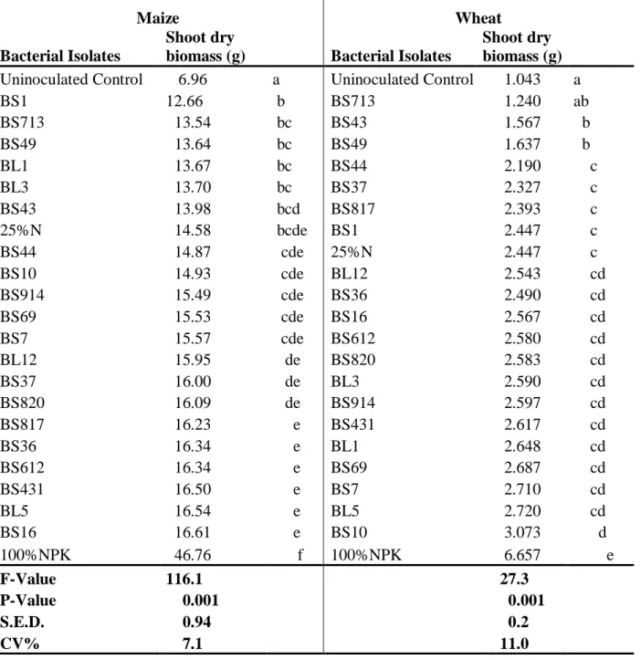 Table  3.1 Preliminary screening of  bacterial  isolates for seedling growth enhancement  in  maize  and wheat under greenhouse conditions