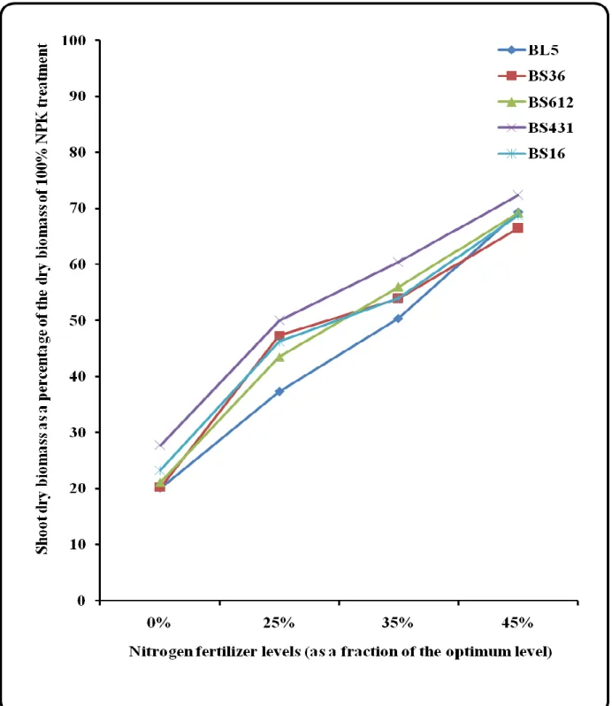 Figure 3.1: Effect of bacterial inoculation at different N fertilizer levels on shoot dry biomass of  maize under greenhouse conditions 