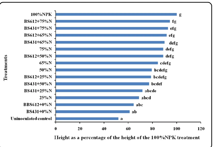 Figure 3.5 Effect of bacterial inoculation at different doses of N fertilizer on plant height in maize under greenhouse conditions  