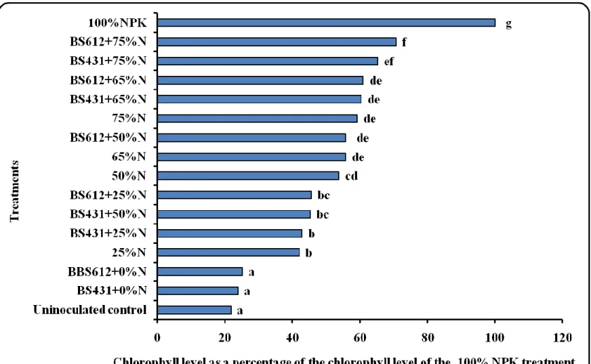 Figure 3 6: Effect of bacterial inoculation at different levels of N on chlorophyll level of maize under greenhouse conditions 