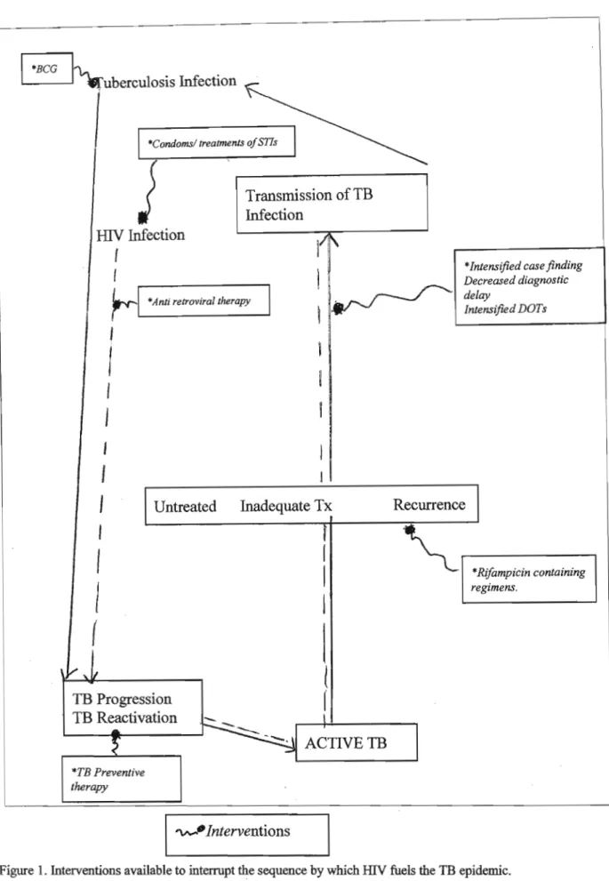 Figure 1. Interventions available to interrupt the sequence by which HIV fuels the TB epidemic