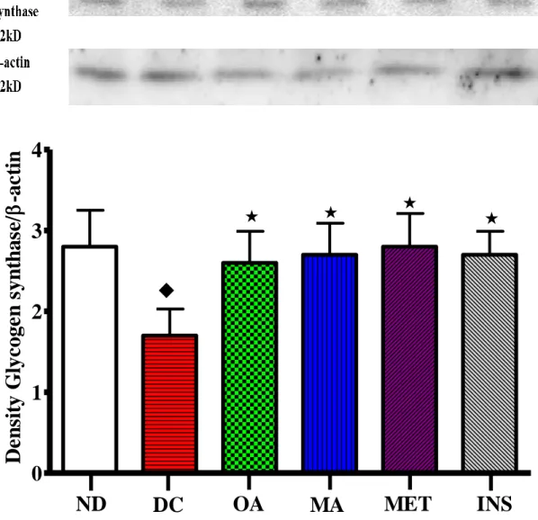 Figure  24.  Comparison  of  the  effects  of  OA  and  MA  administered  in  STZ-diabetic  rats  twice  every third day for 5 weeks on small intestine glycogen synthase expression with untreated  STZ-diabetic  rats  and  those  treated  with  the  standar