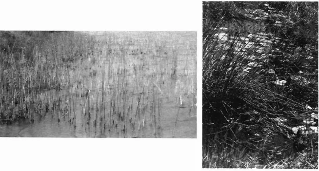 Figure 5.5: Examples of the mixing of vegetation and water in the study area. 
