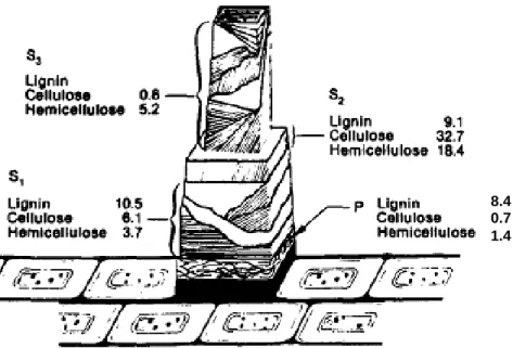 Figure 1:  Microfibril orientation for each cell wall layer of Scots pine (See Table 1) with chemical  composition as percentage of total weight