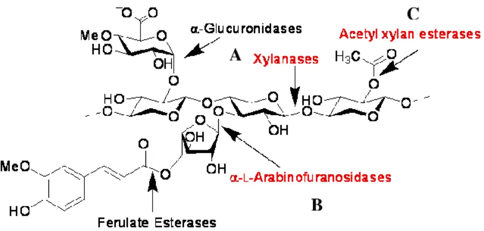 Figure  2:  Multiple  enzymes  involved  in  the  dissimilation  of  plant  polysaccharides