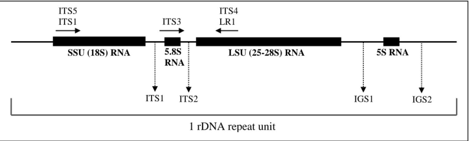 Figure 3:  Schematic representation showing the binding sites of the PCR primers along the nuclear gene  coding  for  the  SSU  rDNA  The  relative  positions  of  the  primers  and  their  direction  of  extension  are  indicated  by  arrows  (Vainio  and