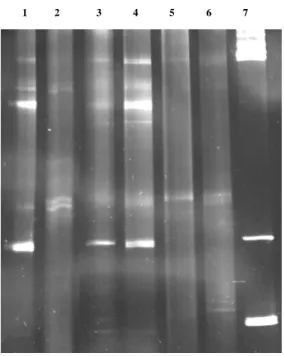 Figure 2. DGGE analysis of 16S GC-PCR products  amplified from DNA extracted from the sample  collected in the south area (S5) of the wood chip pile