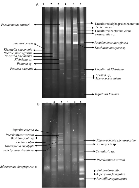 Figure 3. DGGE profiles of 16S and 18S amplicons from DNA extracted from different areas of  a wood chip pile