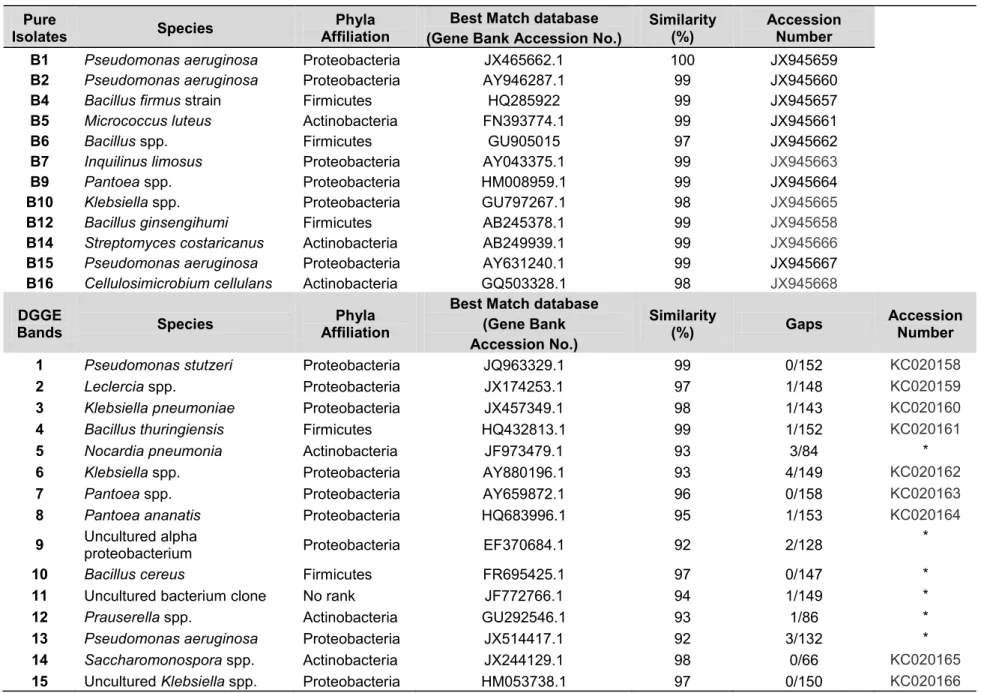 Table 2. Bacteria identified by sequencing of 16S rRNA amplicons of cultured pure isolates and excised bands from PCR-DGGE gels