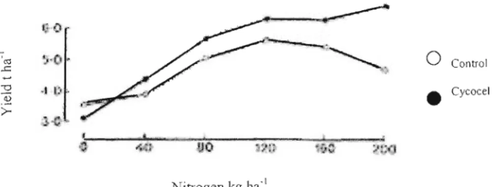 Fig. 3. Yield response of winter wheat to chlormequat (Cycocel®) at different nitrogen leve ls (afte r Herbert, 1983) .