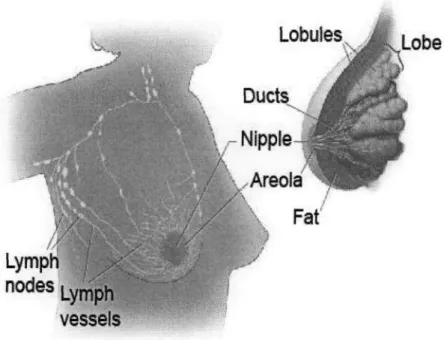 Fig 2.1. Structure of the breast 