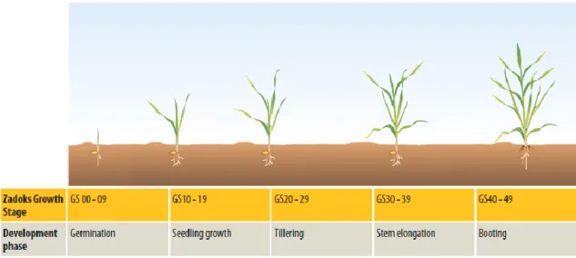 Figure 1.1: Illustration of the different growth stages of monocotyledonous crops according to  the Zadoks growth chart as adopted from Scanlan (2017)