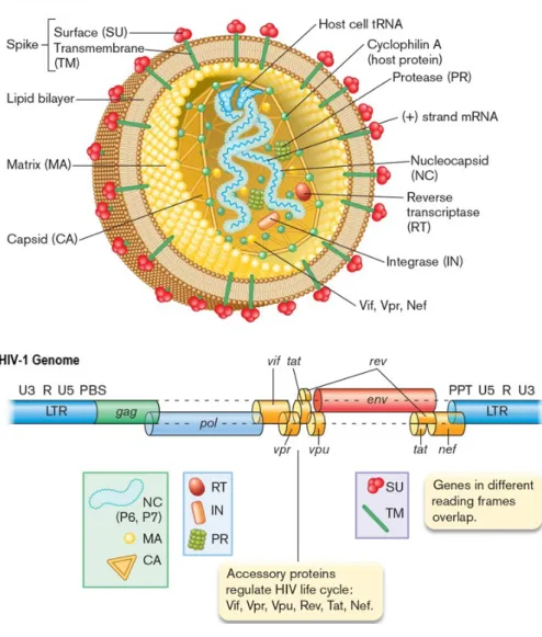 Figure 1.2: HIV-1 structure and genome 