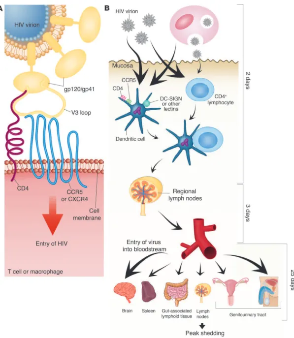 Figure 1.3: HIV transmission and the establishment of HIV reservoirs 