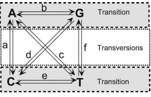 Figure 2.2: Transition and transversion substitution matrix 