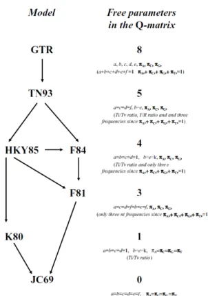 Figure 2.3: Hierarchy of nucleotide substitution models 