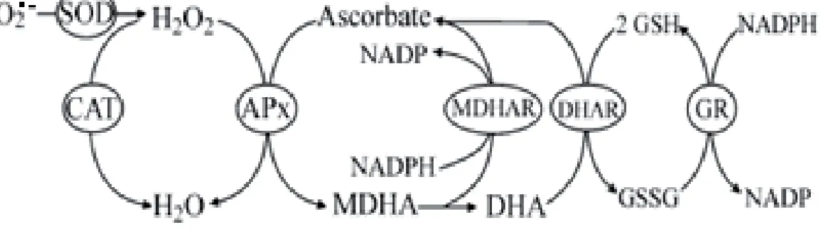 Figure 1. The ascorbate-glutathione cycle (AsA-GSH) (ROS scavenging pathway) found in  stress tolerance plants, in chloroplasts, cytosol, mitochondria, apoplast, and  peroxisomes (Foyer and Halliwell, 1976)