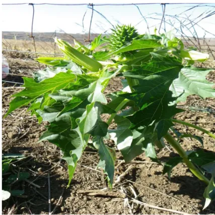 Figure 1.6   Datura stramonium L.  