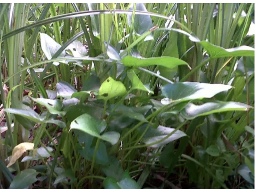 Figure 1.10   Zantedeschia aethiopica (L.) Spreng. 