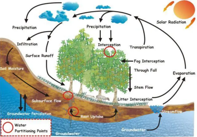 Figure 1.3  The key partitioning points in the forest hydrology cycle (After: Jewitt, 2005)
