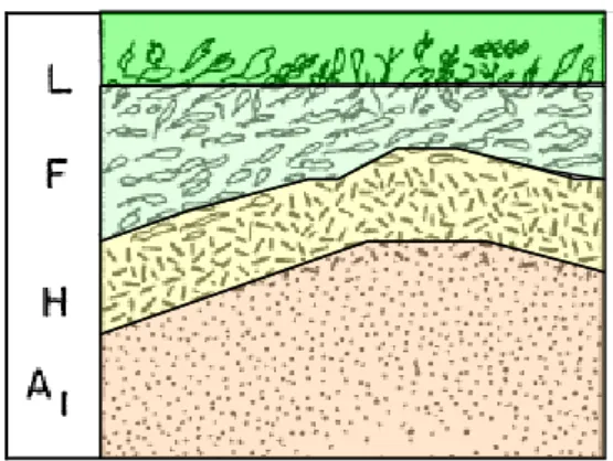 Figure 1.9  Forest litter layer classification according to Hoover and Lunt (1952). 