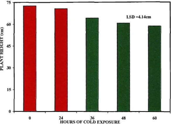 Fig. 2 Effect of cold exposure administered at the juvenile growth phase on height of