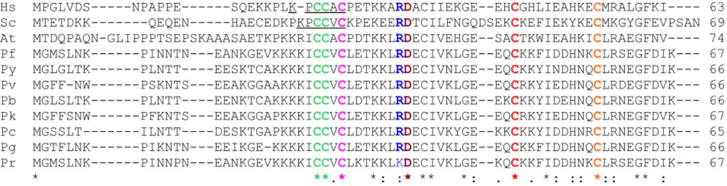 Figure 3.4 Alignment of conserved amino acids in human, yeast and Arabidopsis Cox17 sequences with the  Plasmodium sequences