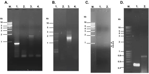 Figure 4.1 PCR and reverse transcriptase-PCR amplification of the coding domains for putative  P