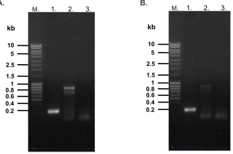 Figure 5.1 PCR amplification of the P. yoelii and P. falciparum Cox17 coding domains