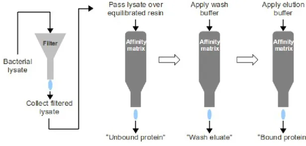 Figure 2.6 Strategy used for the purification of the recombinant malaria parasite proteins