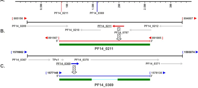 Figure 3.3 Location of the copper transporter coding domains on P. falciparum chromosome 14  