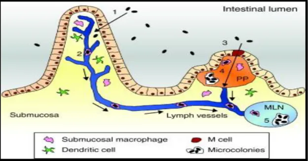 Fig 1.1: Pathogenesis model of Yersinia enterocolitica 