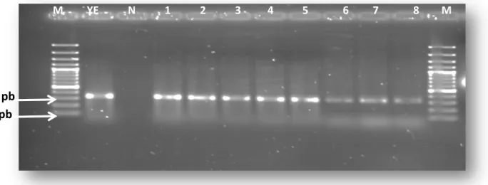 Figure 2.3: Agarose gel showing the expected amplicon size (749 bp) for the 16S gene conserved in all  Yersinia  spp