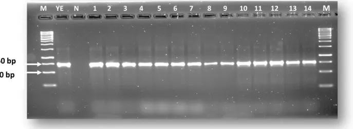 Figure  2.4:  Agarose  gel  showing  the  expected  amplicon  size  (330  bp)  for  the  Yersinia  enterocolitica  species  specific  gene