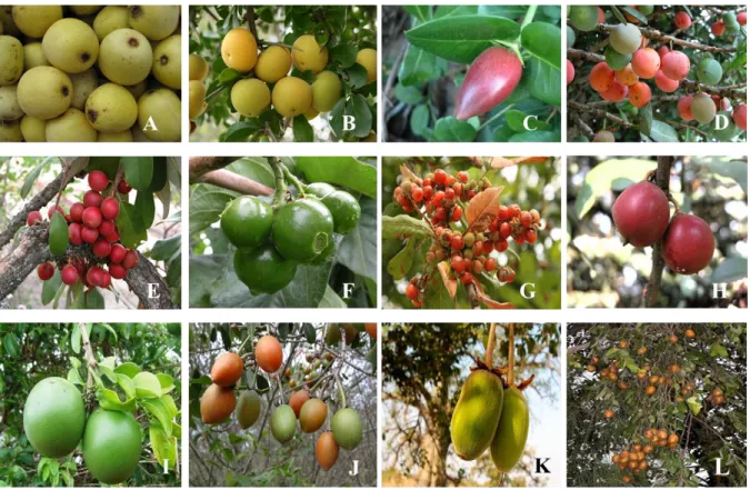 Figure  2.1.1:  Examples  of  Southern  African  Indigenous  Fruits.  (A)  Marula  (Sclerocarya  birrea);  (B)  Kei  Apple  (Dovyalis  caffra);  Num-num  (Carissa  macrocarpa);  (D)  African  mangosteen (Garcinia livingstonei); (E) Stem fruit (Engelerophyy