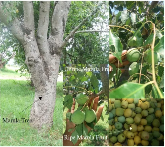 Figure 2.2.2.1: Marula fruit tree and marula fruit in unripe and ripened states  2.2.3 Nutritional composition 