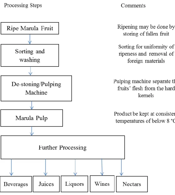 Figure 2.3.1: Steps in processing of marula pulp. Adapted from Bille et al. (2013) 