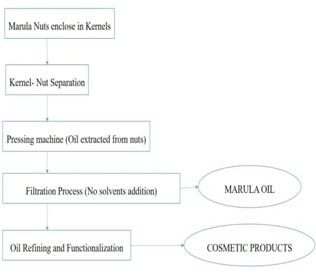 Figure 2.3.2: The processing of marula oil. Adapted from: Bille et al. (2013)  2.2.6.1 Marula Juice 