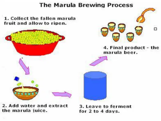 Figure 2.3.4: The marula beer process. Source: Nwonwu (2006)  2.2.6.3 The processing of Marula Liqueur (Amarula Cream)  