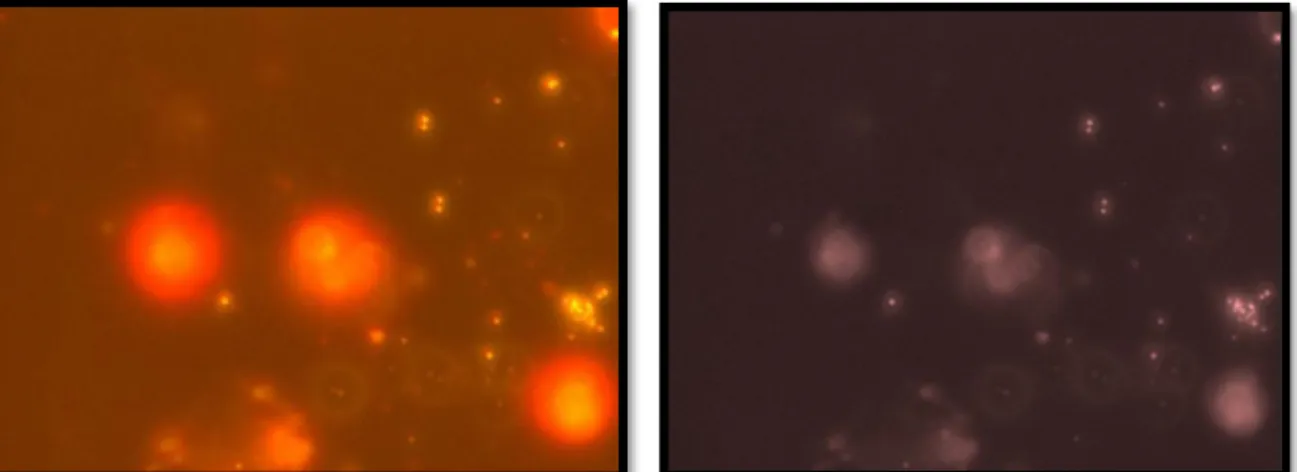 Figure 11: cells of biomass before total nutrients starvation (right) and cells of biomass  after total nutrients starvation (left)   