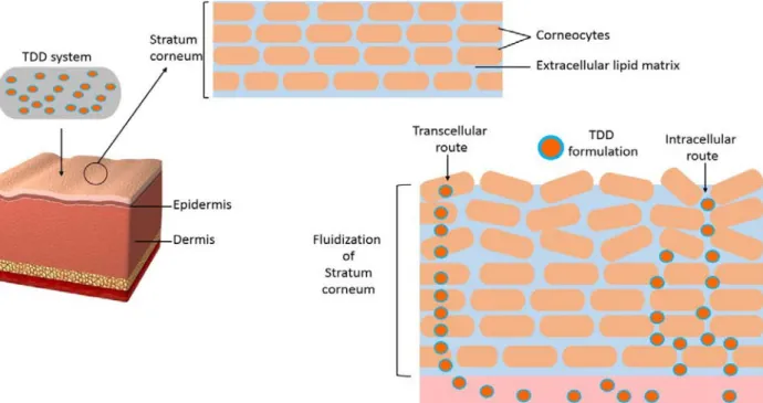 Figure 1. Mechanism of permeation enhancement: fluidization and transport pathways across the  SC layer