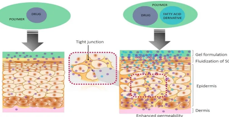 Fig.  1  Illustrates  enhanced  transdermal  drug  permeability  through  the  application  of  novel  fatty  acid  derivatives and drugs within a polymer formulation  