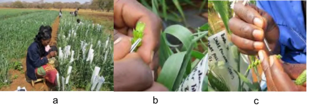 Figure  5.1:  a)  the  crossing  block  during  2013/14  season  b)  hand  emasculation  c)  hand pollination 