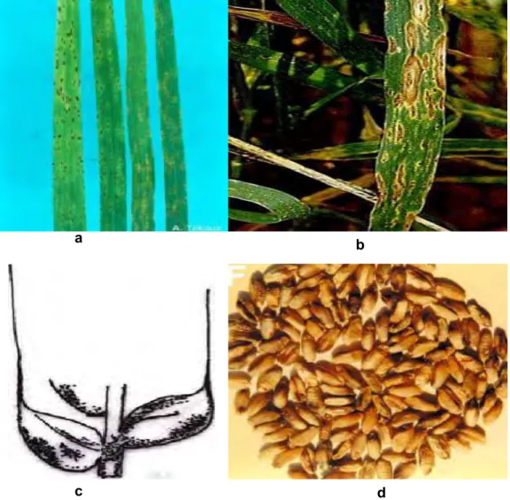 Figure 1.2:  Spot blotch symptoms on wheat leaves (a and b), on the spike (c)  and black point on wheat grain (d) 