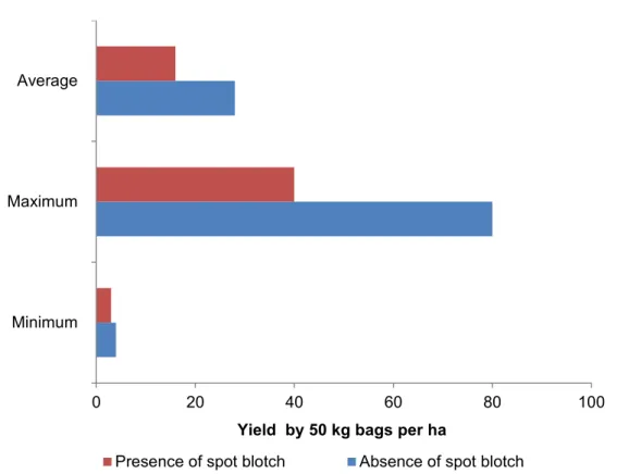Figure 2.6: Wheat yield estimates in 50 kg bags in the presence and absence of spot blotch  disease 