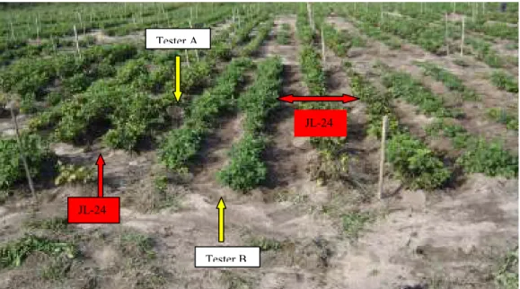 Figure 3.1 Screening groundnut genotypes to groundnut rosette disease resistance JL-24 