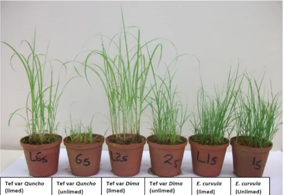 Figure 3.1. Shoot growth of E. tef varieties and  E. curvula var. Ermelo in limed and unlimed  acid soils 