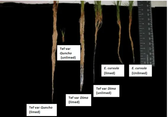 Figure 3.2. Root length E. tef varieties and  E. curvula var. Ermelo grown in a limed and unlimed  acid soil 