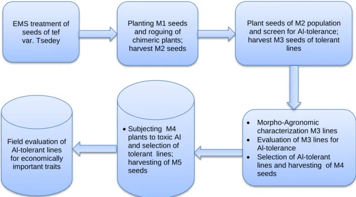 Figure 6.1 Schematic illustration of mutation induction, isolation, evaluation and  characterization for Al-tolerance 
