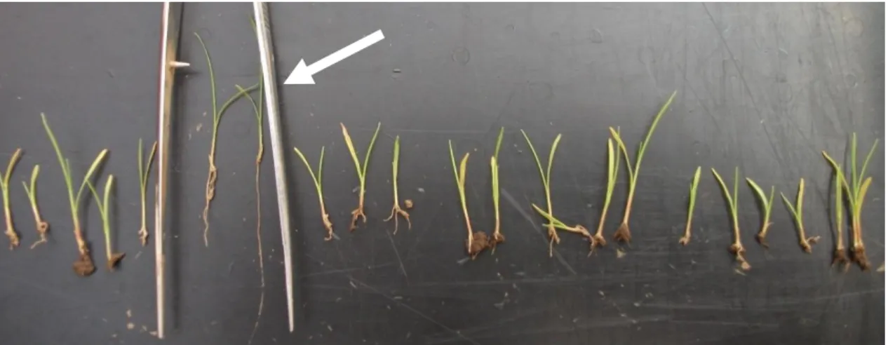 Figure  6.2.  Early  root  pruning  effects  of  Al-toxicity  and  nutrient  deficiency  symptoms  in  sensitive M 3  mutant lines (arrow indicate tolerant selections) 